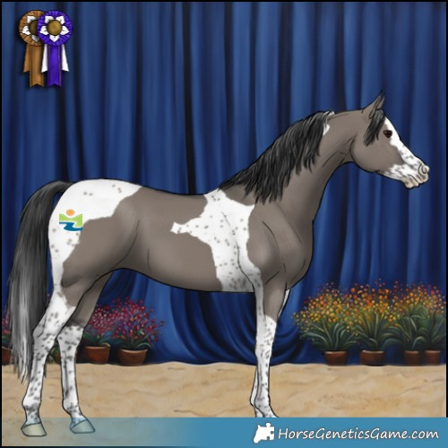 Horse Color:Grullo Splash Tobiano 