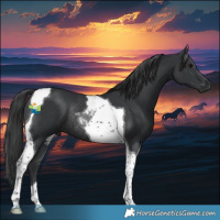 Horse Color:Black Tobiano Rabicano 