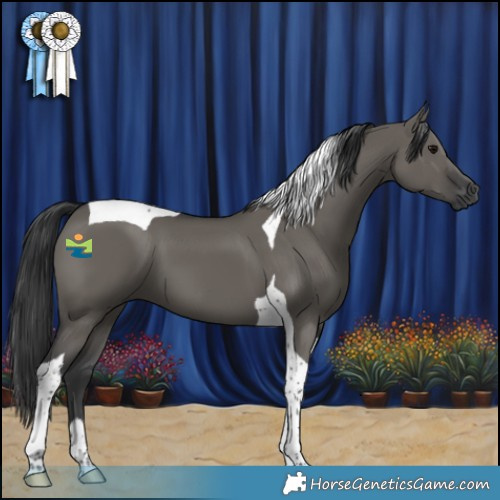 Horse Color:Grullo Tobiano 