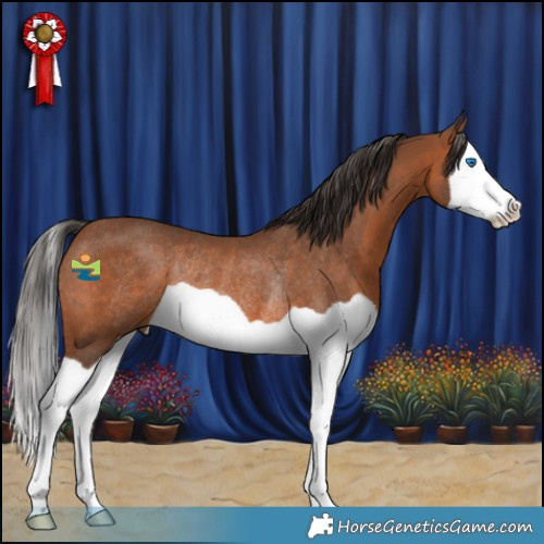 Horse Color:Bay Splash Rabicano