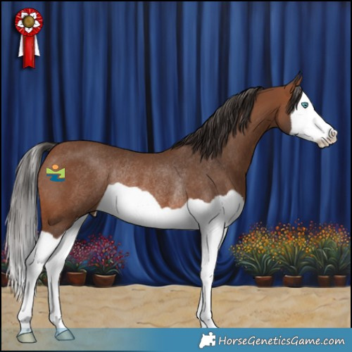 Horse Color:Bay Splash Rabicano