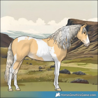 Horse Color:Palomino Tobiano 