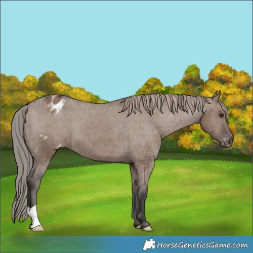 Horse Color:Liver Red Dun Varnish Brindle 
