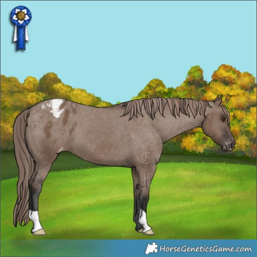 Horse Color:Liver Red Dun Appaloosa