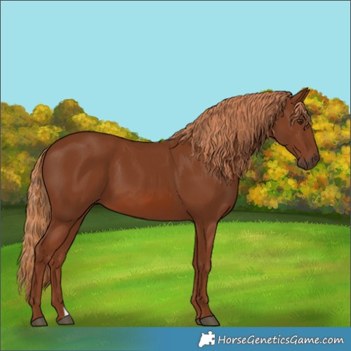 Horse Color:Chestnut 
