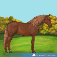 Horse Color:Chestnut 