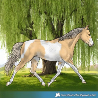 Horse Color:Palomino Tobiano