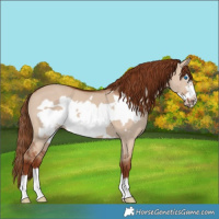 Horse Color:Red Dun Frame