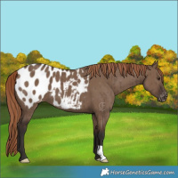 Horse Color:Liver Red Dun Appaloosa Brindle