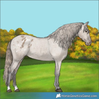 Horse Color:Liver Red Dun Appaloosa