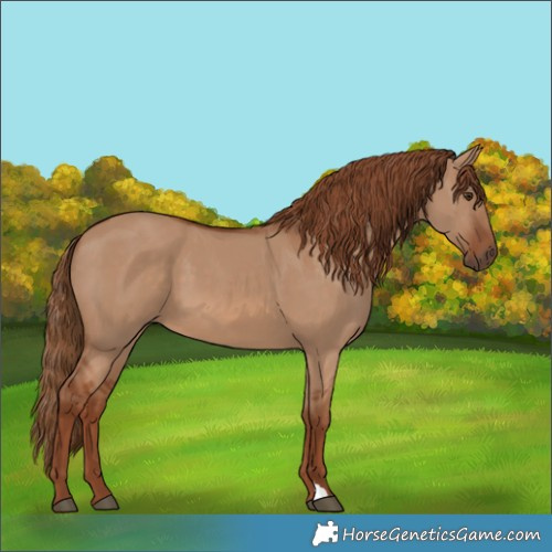 Horse Color:Red Dun 