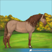 Horse Color:Red Dun 