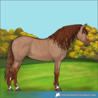 Horse Color:Red Dun 