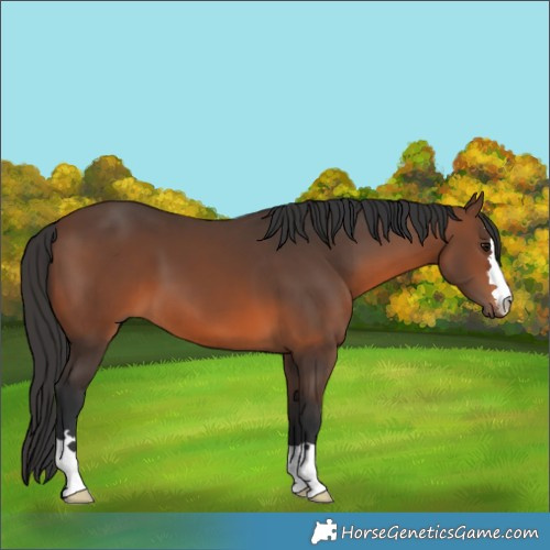 Horse Color:Brown 