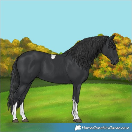 Horse Color:Black Tobiano 