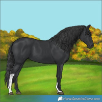 Horse Color:Black Tobiano 