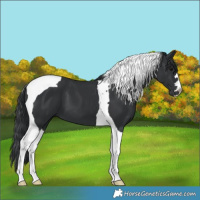 Horse Color:Black Tobiano 