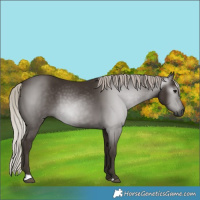 Horse Color:Gray Silver Black 