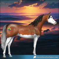 Horse Color:Bay Splash 
