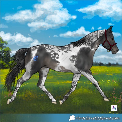 Horse Color:Black Tobiano 