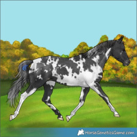 Horse Color:White Spotted Black Varnish
