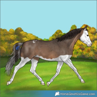 Horse Color:Brown Dun Splash Varnish Brindle 