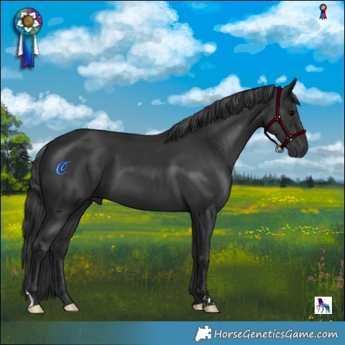 Horse Color:Black 