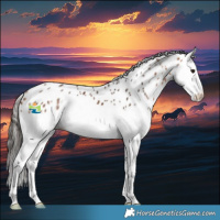 Horse Color:Bay Splash Appaloosa 