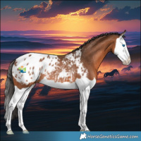 Horse Color:Bay Splash Appaloosa Rabicano