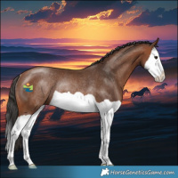 Horse Color:Bay Splash Rabicano 
