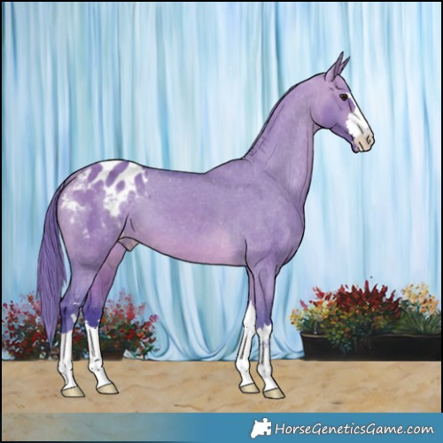 Horse Color:Watercolor Brown Dun Appaloosa 
