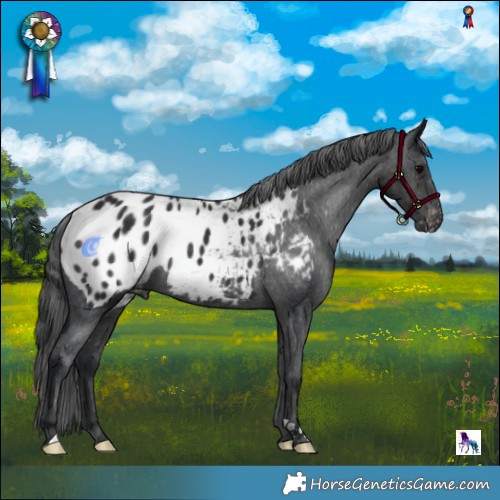Horse Color:Black Blanket 