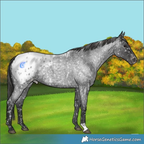 Horse Color:Blue Roan Appaloosa