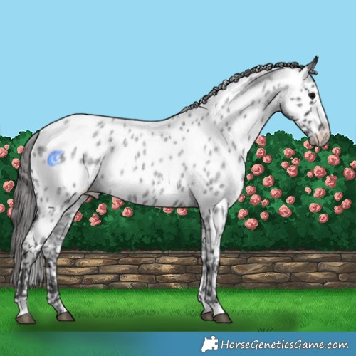 Horse Color:Blue Roan Appaloosa 