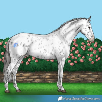 Horse Color:Blue Roan Appaloosa 
