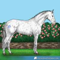 Horse Color:Blue Roan Appaloosa 