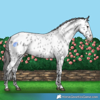 Horse Color:Blue Roan Appaloosa