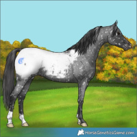 Horse Color:Blue Roan Appaloosa