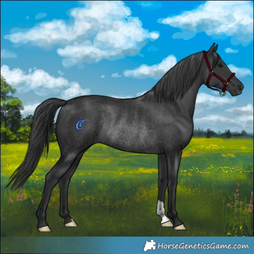 Horse Color:Black Rabicano 