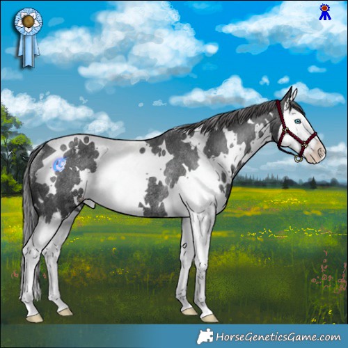 Horse Color:White Spotted Black Splash Appaloosa Rabicano 