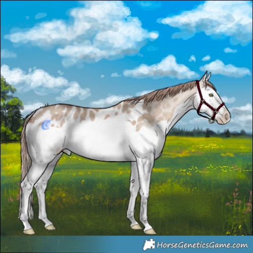 Horse Color:Sable Champagne Dun Splash Appaloosa 