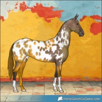 Horse Color:Liver Red Dun Appaloosa