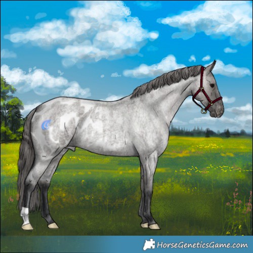 Horse Color:Grullo Roan Appaloosa 