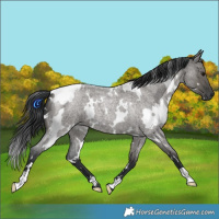 Horse Color:White Spotted Grullo Roan 
