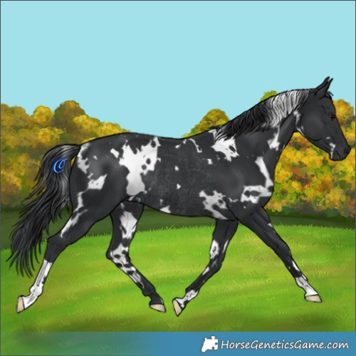 Horse Color:White Spotted Black Rabicano 