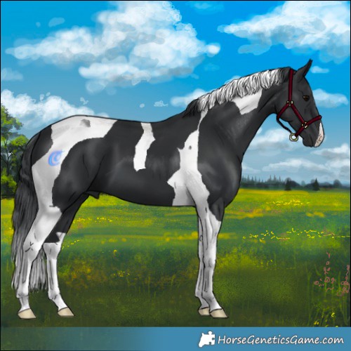 Horse Color:Black Tobiano 