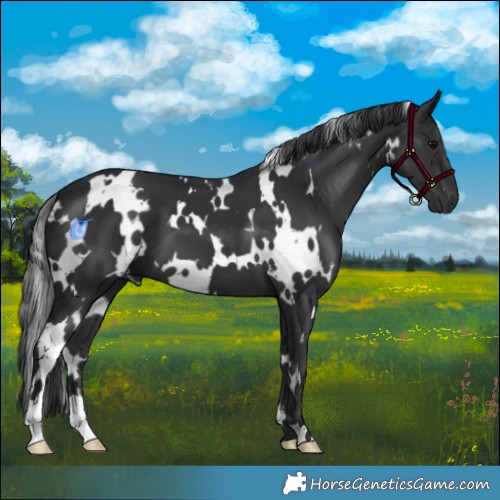 Horse Color:White Spotted Black 