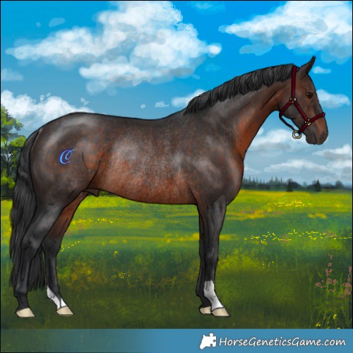 Horse Color:Brown Rabicano 