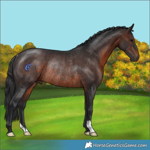 Horse Color:Brown Rabicano 
