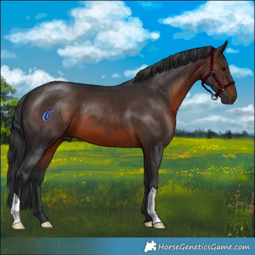 Horse Color:Brown 